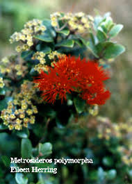 Image result for Polystachya lawalreana