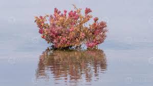 Image result for Suaeda