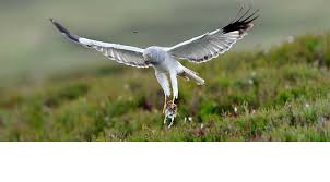 Irish Birds Of Prey Images Amazing Hen Harrier Image Birds Meadow Pipit Harrier
