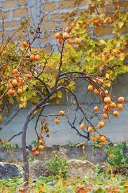 Check spelling or type a new query. American Persimmon Cultivation Information About American Persimmon Trees