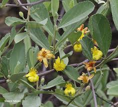 Image result for Grewia flava