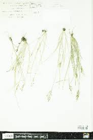 Image result for Fimbristylis madagascariensis