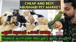 Check spelling or type a new query. Pet Market Abudhabi The Best Pet Market Market In The World Dubai Pets Exotic Pets Dubai Pet World Youtube