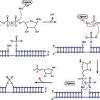 In biochemistry, a ligase is an enzyme that can catalyze the joining of two large molecules by forming a new chemical bond, usually with accompanying hydrolysis of a small pendant chemical group on one of the larger molecules or the enzyme catalyzing. 1
