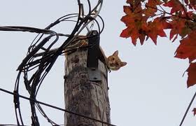 Cat cj1000cp 200 watt power supply button remains lighted even after i depress it to turn it off, why won't it go off? Everyone Was Sort Of Passing The Buck A Cat A Utility Pole And Seattle Bureaucracy The Seattle Times