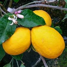 Built in the 17th century as a village home for a family with livestock; Lemon Tree Fruit Trees Trees The Home Depot