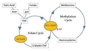 Folate For Health Part 1