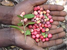 Image result for Mystroxylon aethiopicum