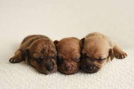 Itty Bitty Shelter Puppies Get Their Own Newborn Photoshoot Might Be Cuter Than Babies Puppy Photography Shelter Puppies Newborn Puppies