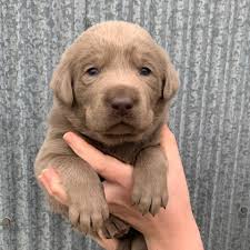 This evening uncle stonnie is comparing a champagne labrador retriever to black labrador retrievers. Barnes Family Akc Silver Charcoal And Champagne Labradors Home Facebook