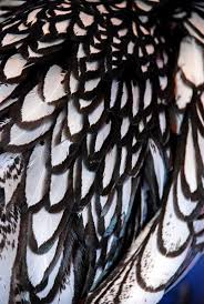 Black And White Striped Bird Feather Black And White Chicken Feathers Black And White Chickens Feather Art Feather Wings