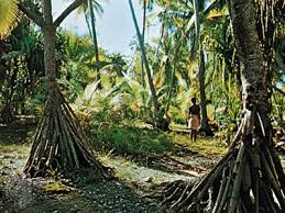 Image result for Pandanaceae