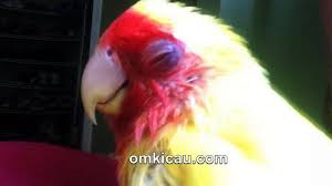 Untuk kucing yang mengalami sakit mata sebaiknya pisahkanlah dengan kucing lain supaya tidak menular. Burung Anda Terkena Snot Ini Dia Pengobatan Alternatif Herbal Dan Medis Om Kicau