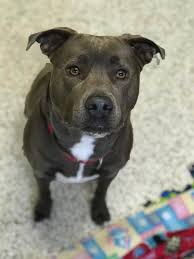 We did not find results for: Lonely Pit Bull Is The Only Dog Left At Ohio Shelter