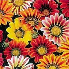 30 Kontiki Stars Stripes Gazania Ringens Treasure Flower Seeds Flower Seeds Annual Flowers Flower Landscape