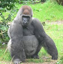 Silverback the real ganjazilla gorilla™ inna the hills of kalifuckinfornia. File Male Silverback Gorilla Jpg Wikimedia Commons