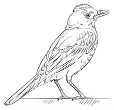 Robin bird in nature scene coloring page. Robin Coloring Pages Ideas Whitesbelfast Com