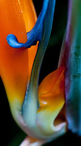 Bird Of Paradise Meaning Flower Pin On Fotographia
