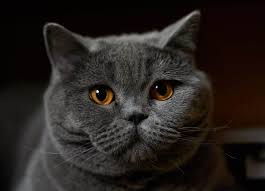 If the dead fur is not removed via combing and grooming, the cat's body will remove it by shedding it. Why Is My British Shorthair Shedding So Much My British Shorthair