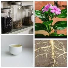 Image result for Fadogia ancylantha