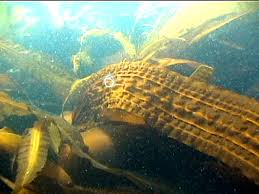 Image result for Isolepis costata