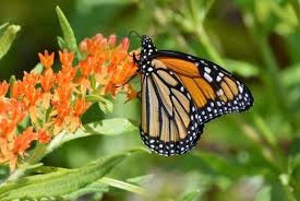 The best way to attract butterflies to your yard, op, is to plant. Attract Butterflies To Your Garden Hgtv
