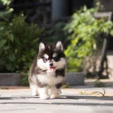Pomsky puppies for sale pomsky dog breed information. Happy Teacup Pomsky Cute Dogs And Puppies Pomsky Puppies Teacup Puppies