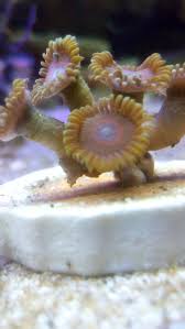 Akses pasar jatinegara yang cukup jauh dapat menjadikan pasar ini sebagai destinasi terdekat dengan kualitas ikan hias sama bagusnya. Reef Tank Aquarium Ikan Sederhana