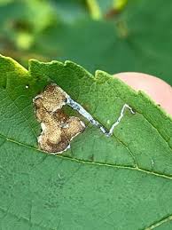Image result for Stigmella speciosa