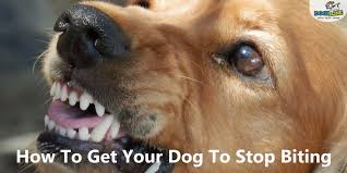 How to calm an aggressive dog by yourselves and solve other frustating dog problem easily. How To Get Your Dog To Stop Biting Dogizone