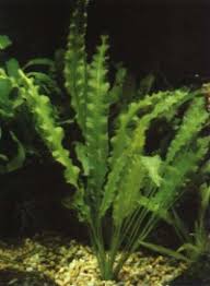 Image result for Aponogeton desertorum