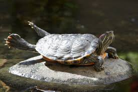 Pendant des années, les animaleries ont vendu des milliers de tortues de cette tortue d'eau douce fait partie de la famille des emydidae. Pourquoi Une Lampe Chauffante Pour Une Tortue D Eau Envies Animales