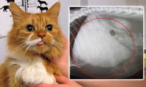 Swollen lymph nodes are a symptom of lymphoma. Cat Thought To Have Giant Tumour Had Furball In Her Stomach The Size Of Two Cricket Balls Daily Mail Online