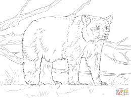 Click the american black bear coloring pages to view printable version or color it online (compatible with ipad and android tablets). Pin On Bears