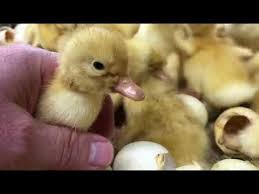 Black And Yellow Duckling Pin On Ducks