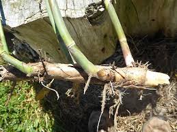 Image result for Phragmites karka