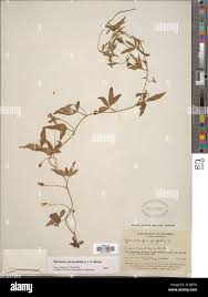 Image result for Merremia pterygocaulos