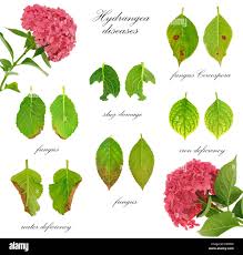 Image result for Cercospora hydrangea