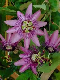 See what people are saying and join the conversation. Passiflora Amethyst Passionsblume Amethyst Gunstig Kaufen