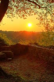 Sunrise over field sunrise over cornfield / field. Beautiful Morning Sunrise Wood Tree Twigs Leaves 750x1334 Iphone 8 7 6 6s Wallpaper Background Picture Image