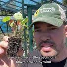 My secret weapon for starting seeds..