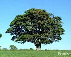 Image of Oak tree Egypt