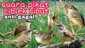 Suara Pikat Burung Ciblek Ribut Di Alam Liar Mp3 Storymusik