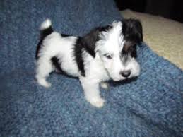 Jack russells do shed, albeit their small size and short coat mean it's less noticeable than some other breeds. Jack Russell Terrier Rough Coat Short Leg Cute Animals Puppies Cute Animal Pictures