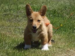 Corgi puppies!they should be ready to go to their home in the middle of july. Corgi Puppies For Sale Mn Petfinder
