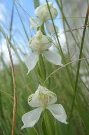 Image result for Disperis