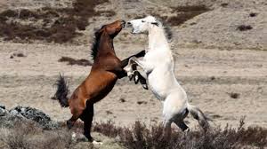 The brumbies experimented a little bit against the force and yet still appeared to be keeping something up their sleeve. Nsw Scraps Plan For Massive Cull Of Kosciuszko Brumbies