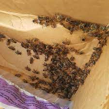 Maybe you would like to learn more about one of these? Brevard County Bee Removal Bee Serious Bee Removal