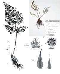 Image result for Aleuritopteris farinosa