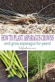 How To Plant Asparagus Crowns And Grow Asparagus For Years Asparagus Plant Growing Asparagus Asparagus Garden